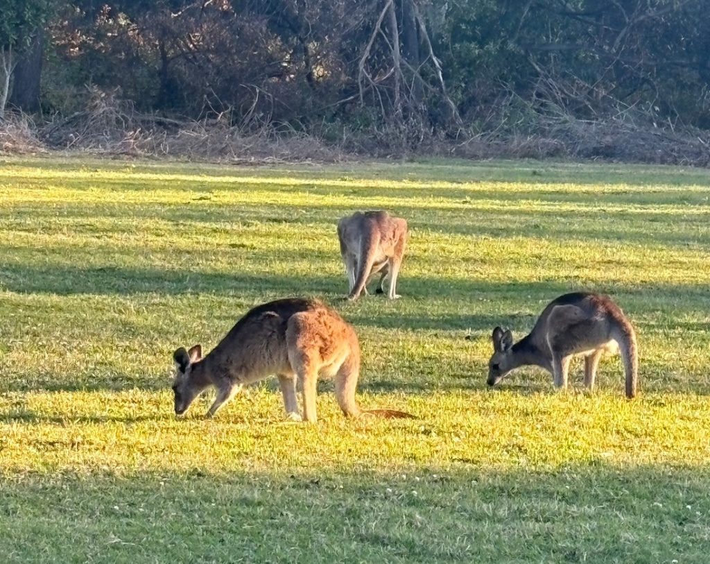 国立公園にいる野生のカンガルー